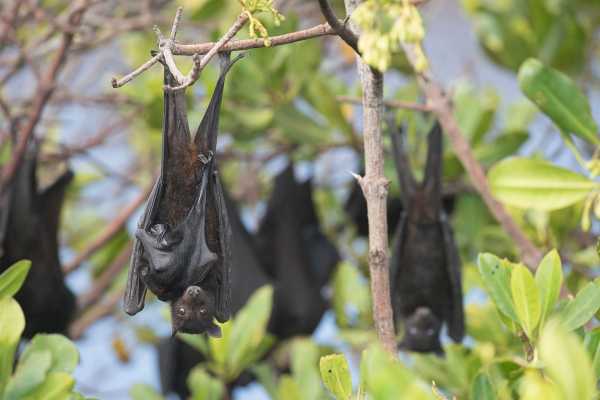Several black flying foxes hanging from branches