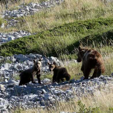 Bear kills jogger in Italian Alps. What does this mean for the effort to  bring bears back to the region?