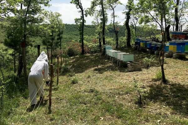 A beekeeper erects an electric fence to keep bears away from the hives and honey.
