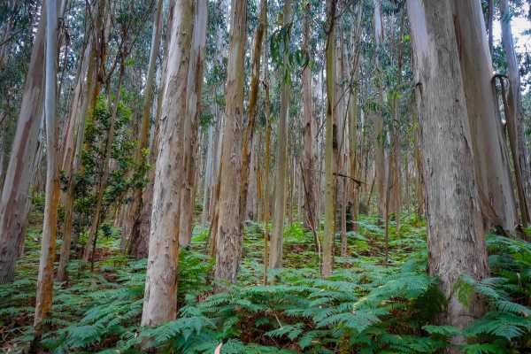 Forest with eucalypts