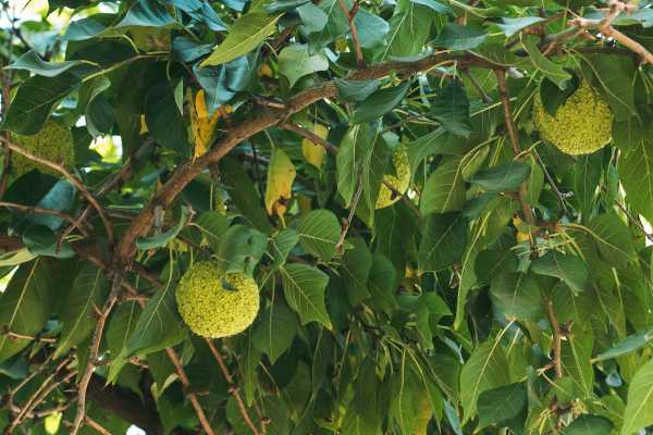 Close up of tree with fruits on it