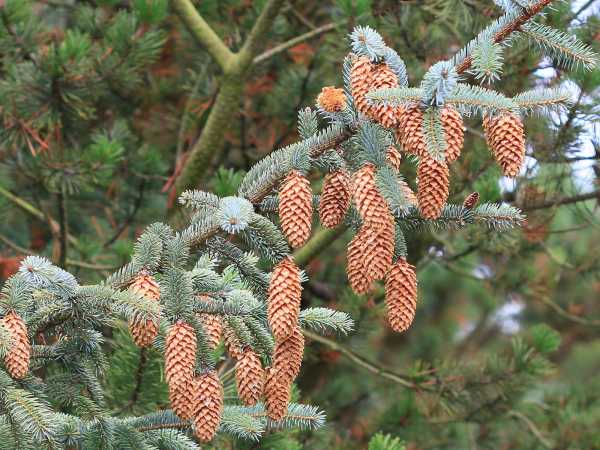 Close ups of sitka spruce pine cones