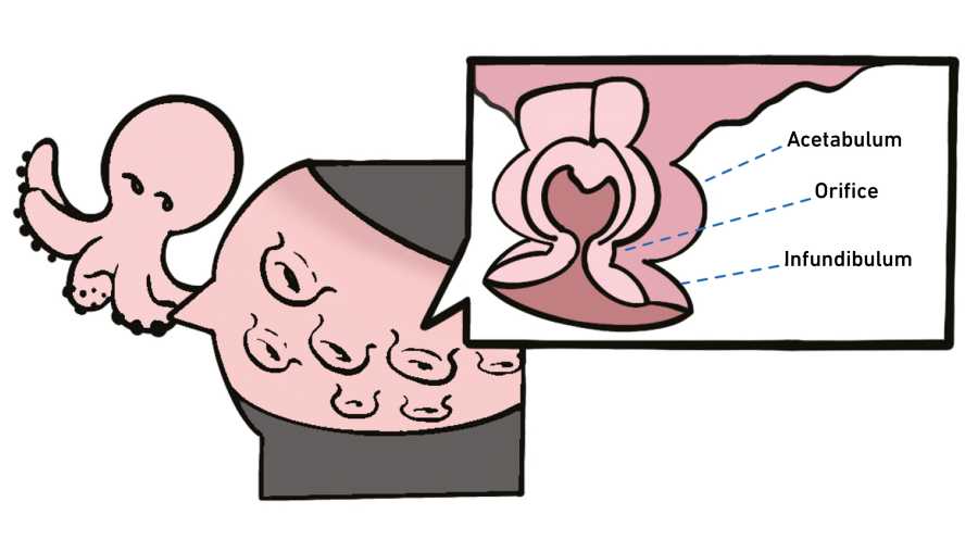 Enlarged view: Illustration of the underside of a tentacle, in a rectangular box you can see an enlargement of a sucker with labels 