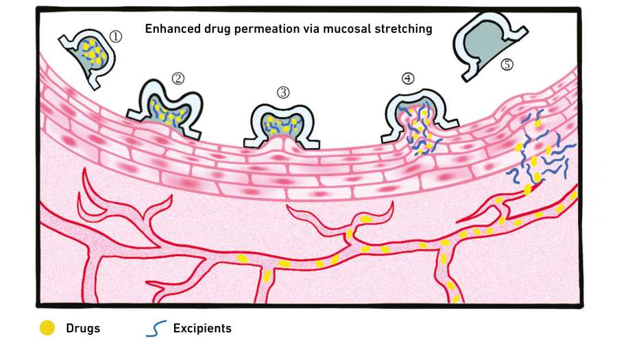 Enlarged view: Representation of the absorption of active ingredients, the suction cup (filled with active ingredient and excipient) is placed on the mucosa, the mucosa is stretched and pulled into the suction cup, there the active ingredients are released into the mucosa and in the last step the suction cup is removed again.