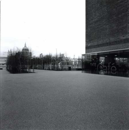 Black and white photograph of the birch garden at Tate Modern.