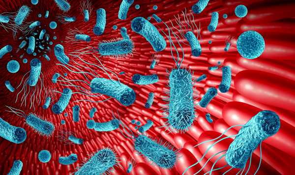 Illustration of the intestine, red intestinal villi with bacteria floating in front of them (light blue)