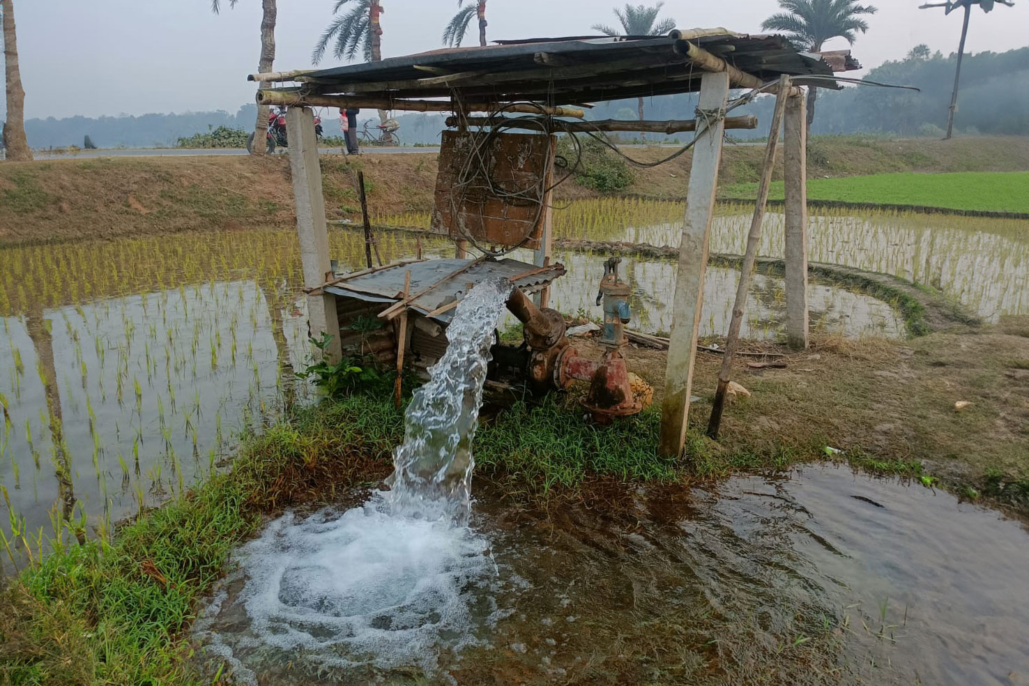 Water pump in a rice field