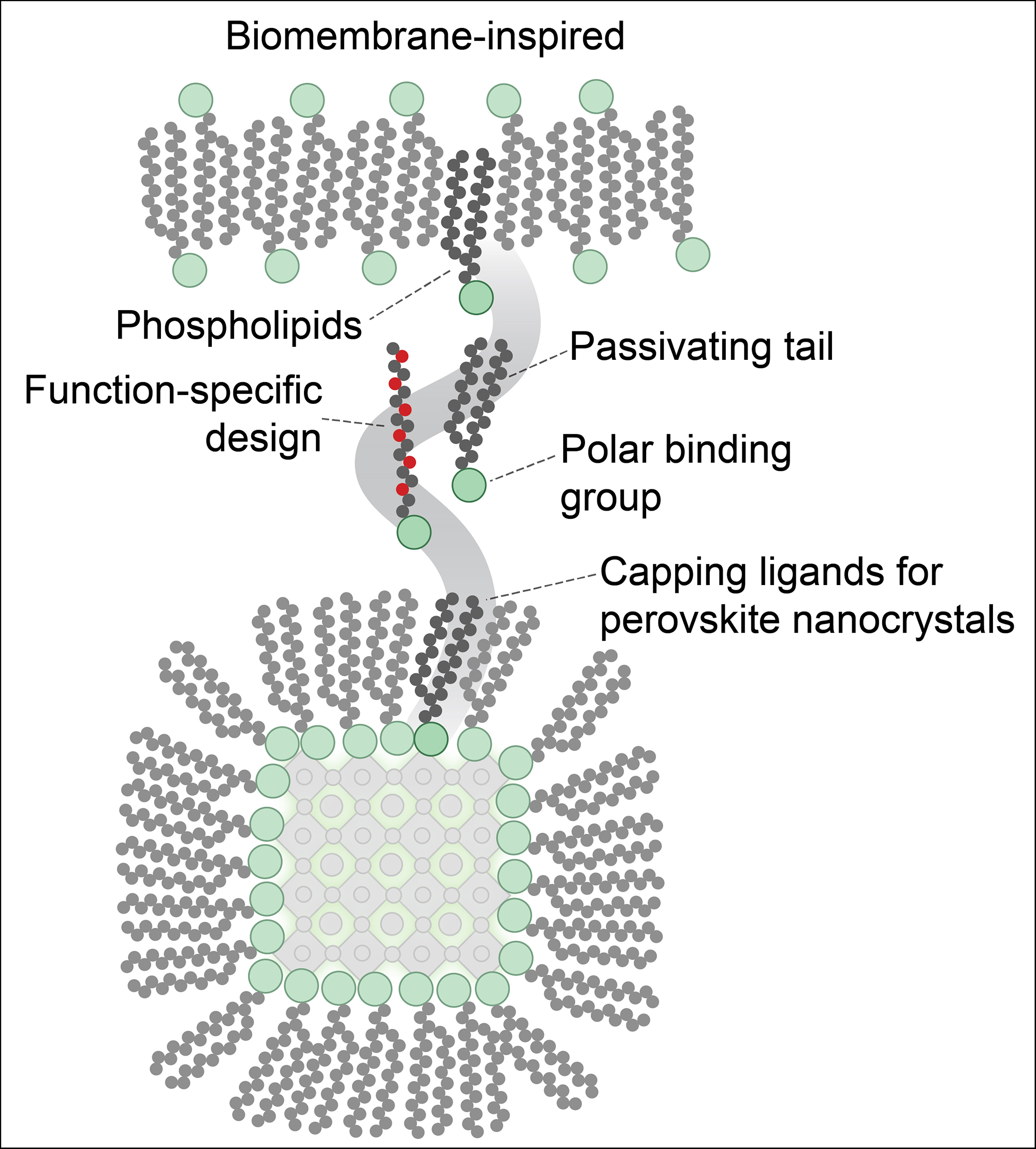 Enlarged view: Illustration of how the phospholipids form a protective coating around the nanocrystal.