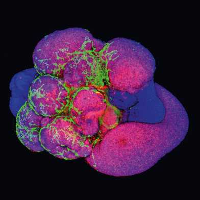 Brain organoid with visualized vascular structures