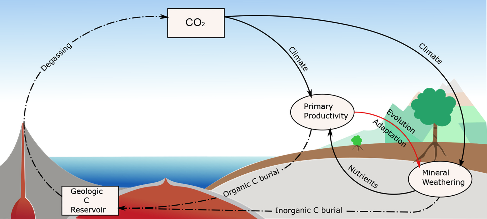 Representation of long-term global carbon cycle.