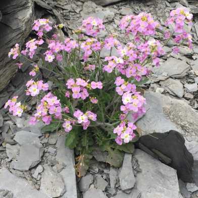 Photo of sand rock-cress on rock