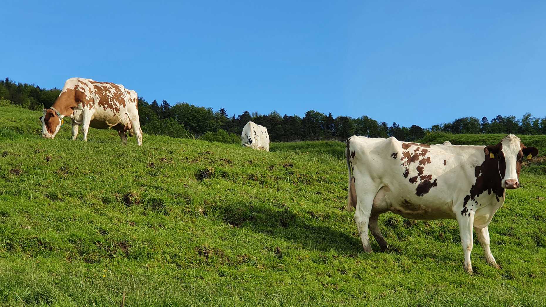 Three cows in a pasture