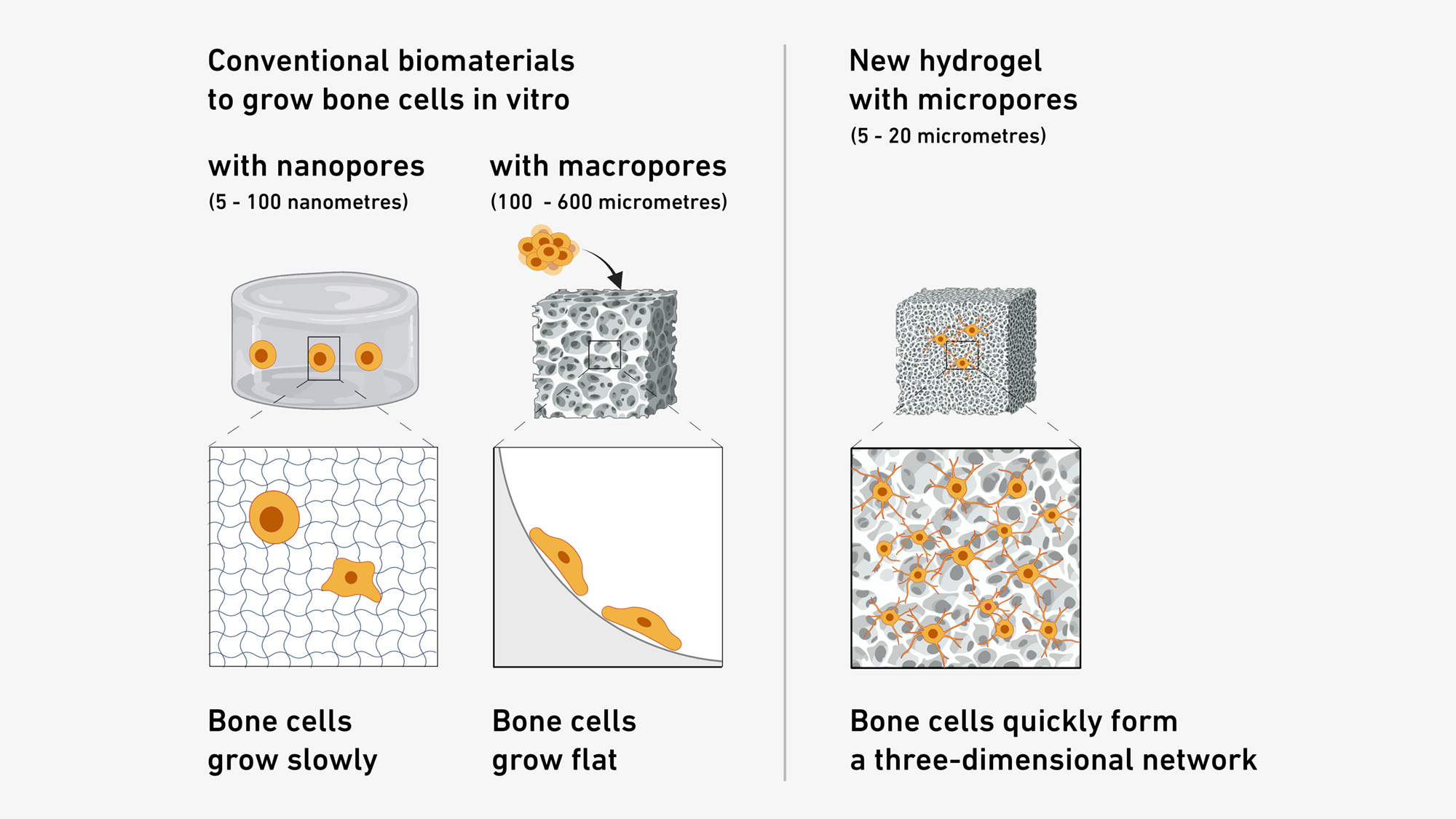 Enlarged view: Model for growing bone cells in vitro