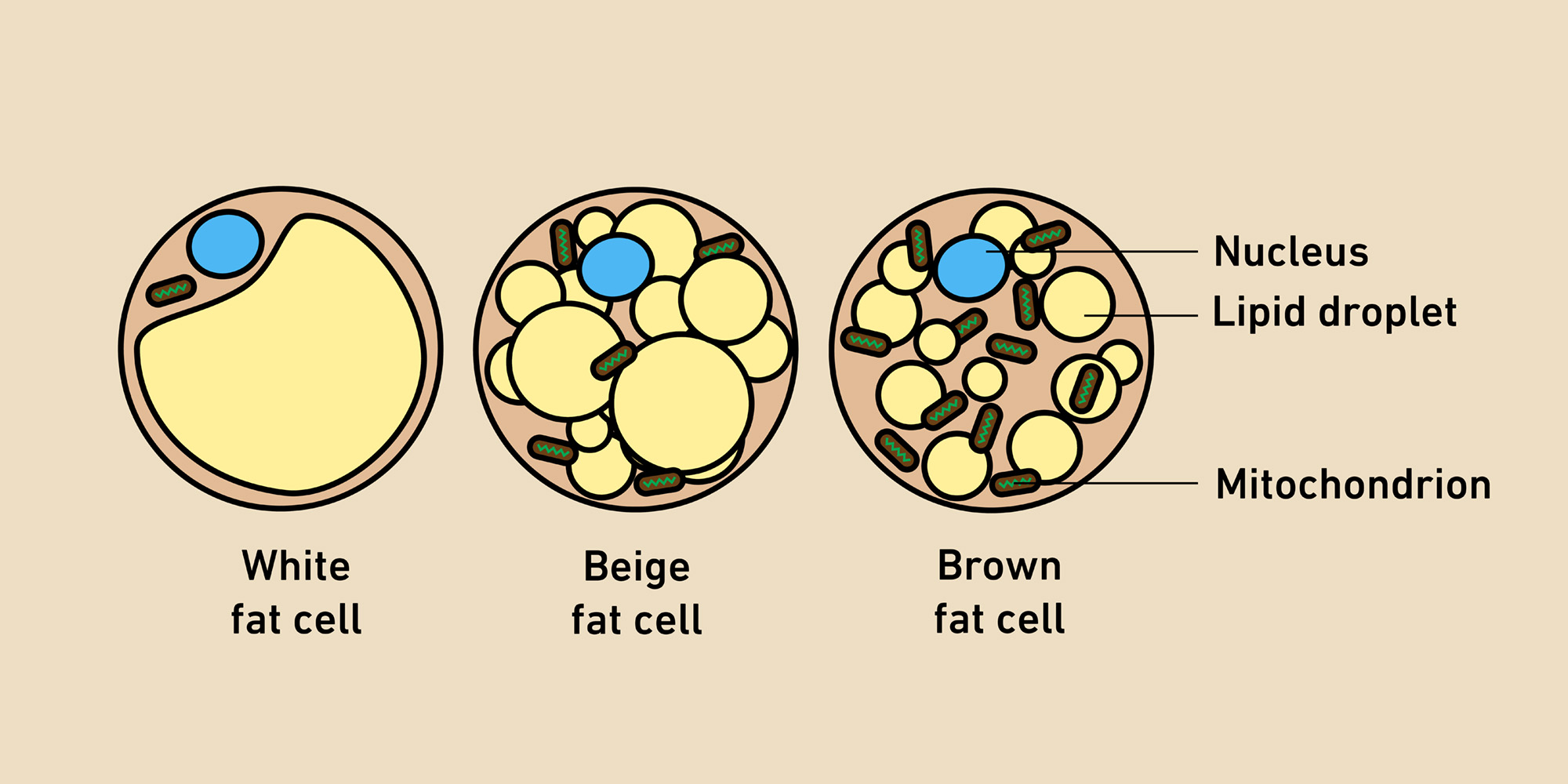 White, beige and brown fat cell