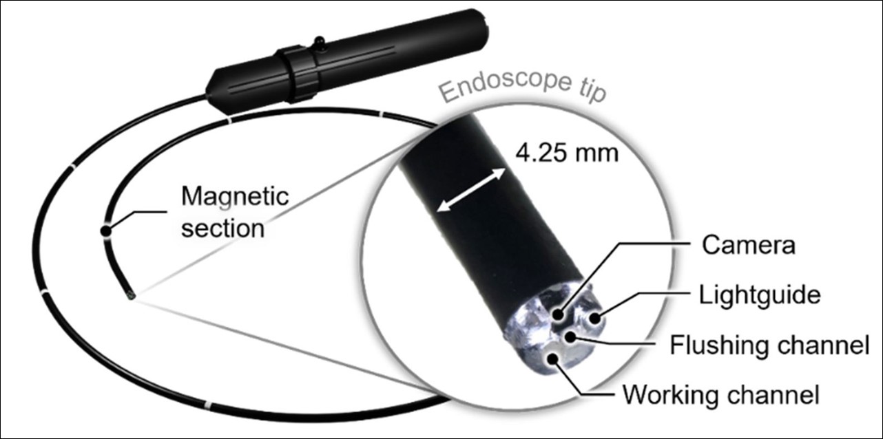 Enlarged view: Illustration of the endoscope with labeling of the individual components, in particular the magnetic area.