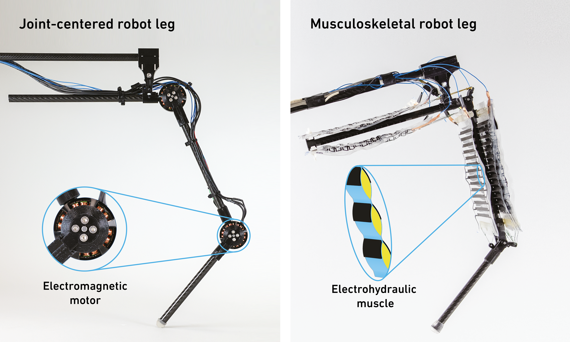 Enlarged view: Comparison of robotic legs: joint-centered robotic leg on the left and musculoskeletal robotic leg on the left