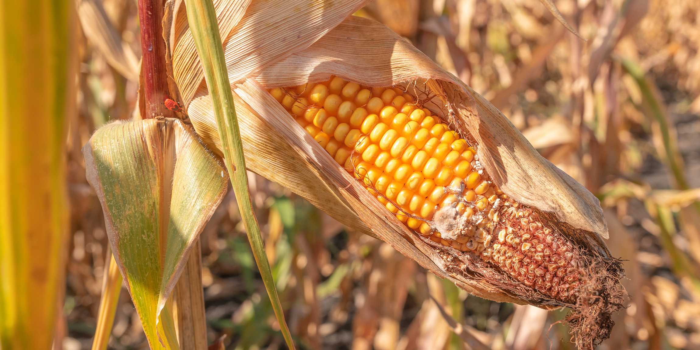 Maize with fungal infestation