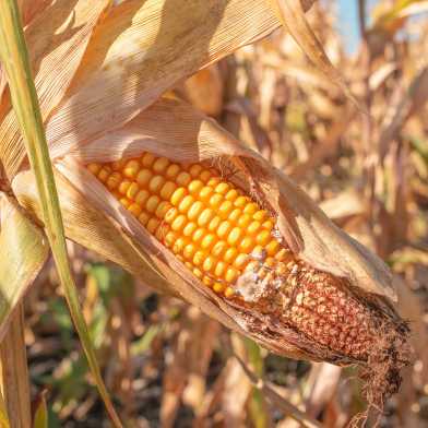 Maize with fungal infestation