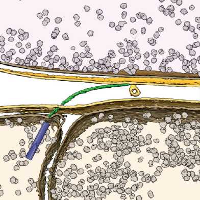 Cryo-electron tomogram of the on-board cannon used by the Baketrium Aureispira for hunting