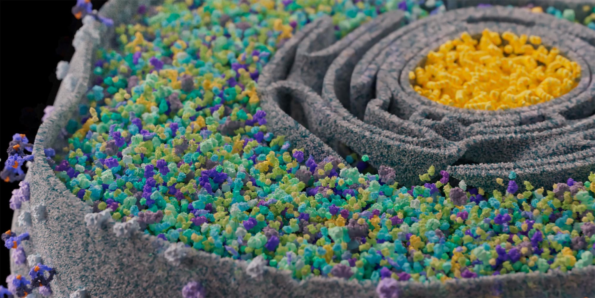 The outer layer of the cell contains a number of differently colored proteins