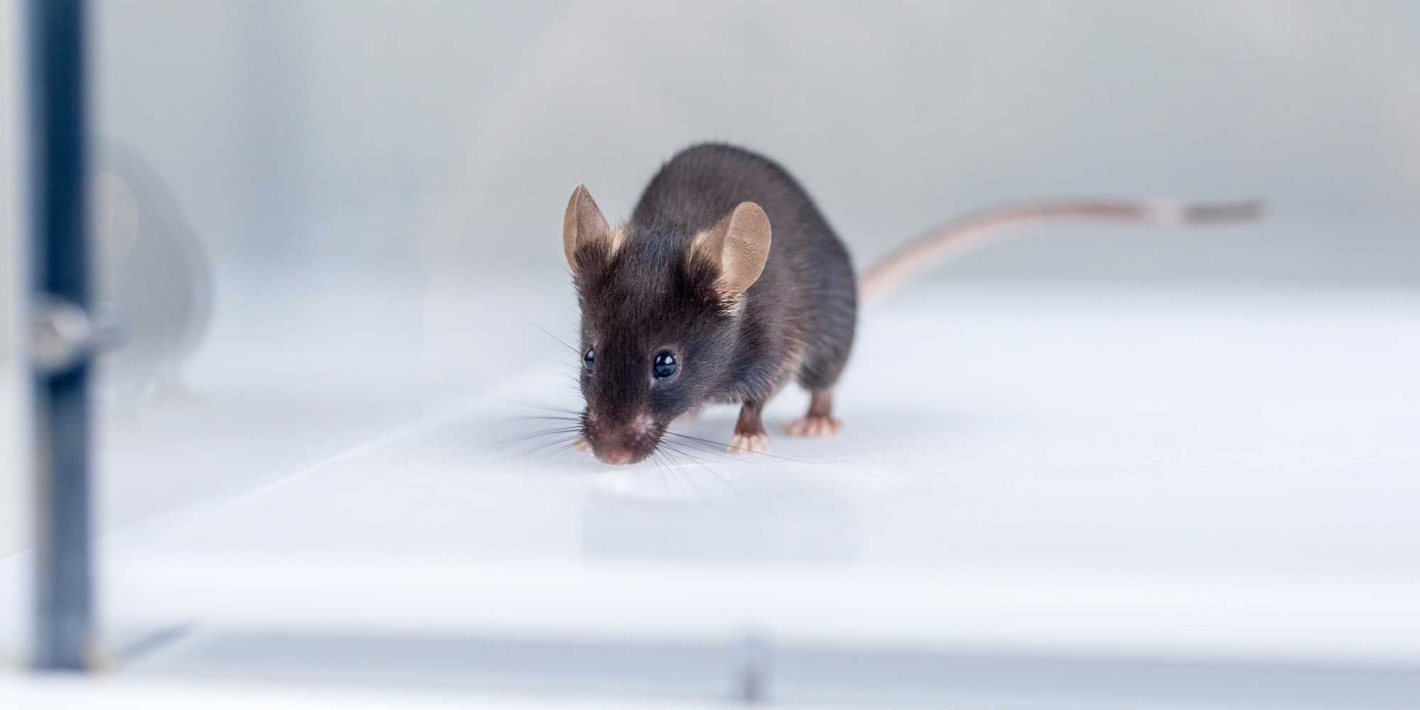 A brown mouse on a white table