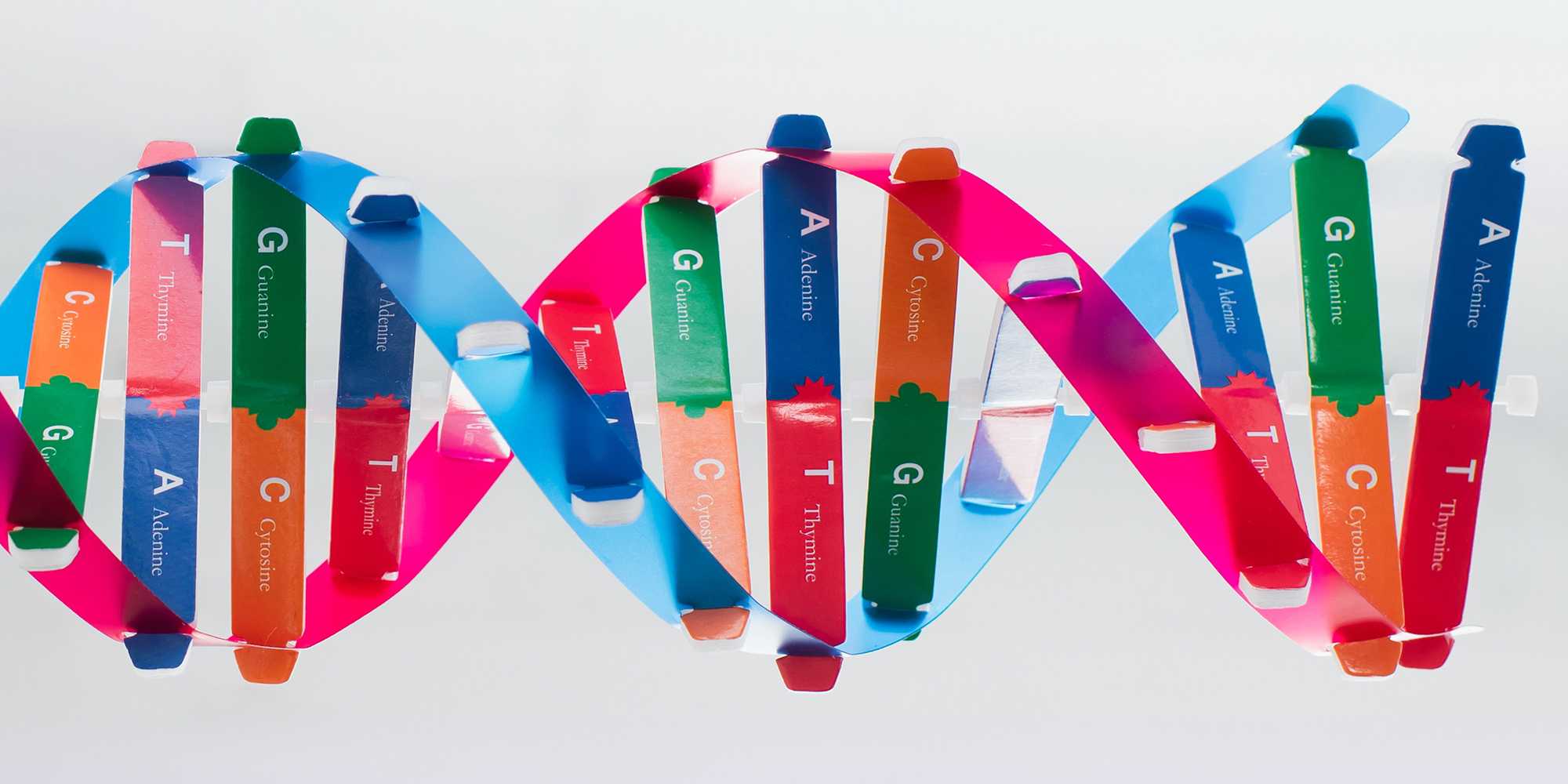 This image shows the DNA bases