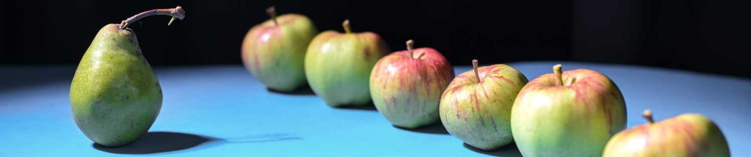 A single pear is placed in front of a row of apples