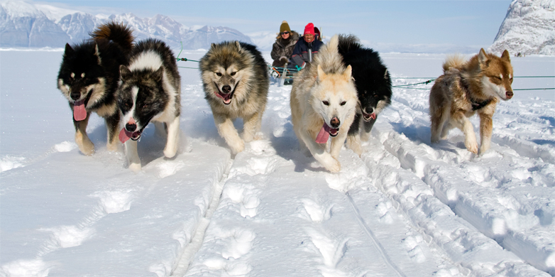 Enlarged view: dog sledges