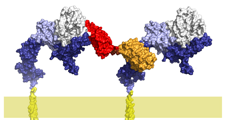 Enlarged view: Prof. Andreas Plückthun will talk about "Influencing cells with man-made proteins” on Wednesday 28 October at 6 pm in Ackermannshof, Basel. (Illustration: Andreas Plückthun)