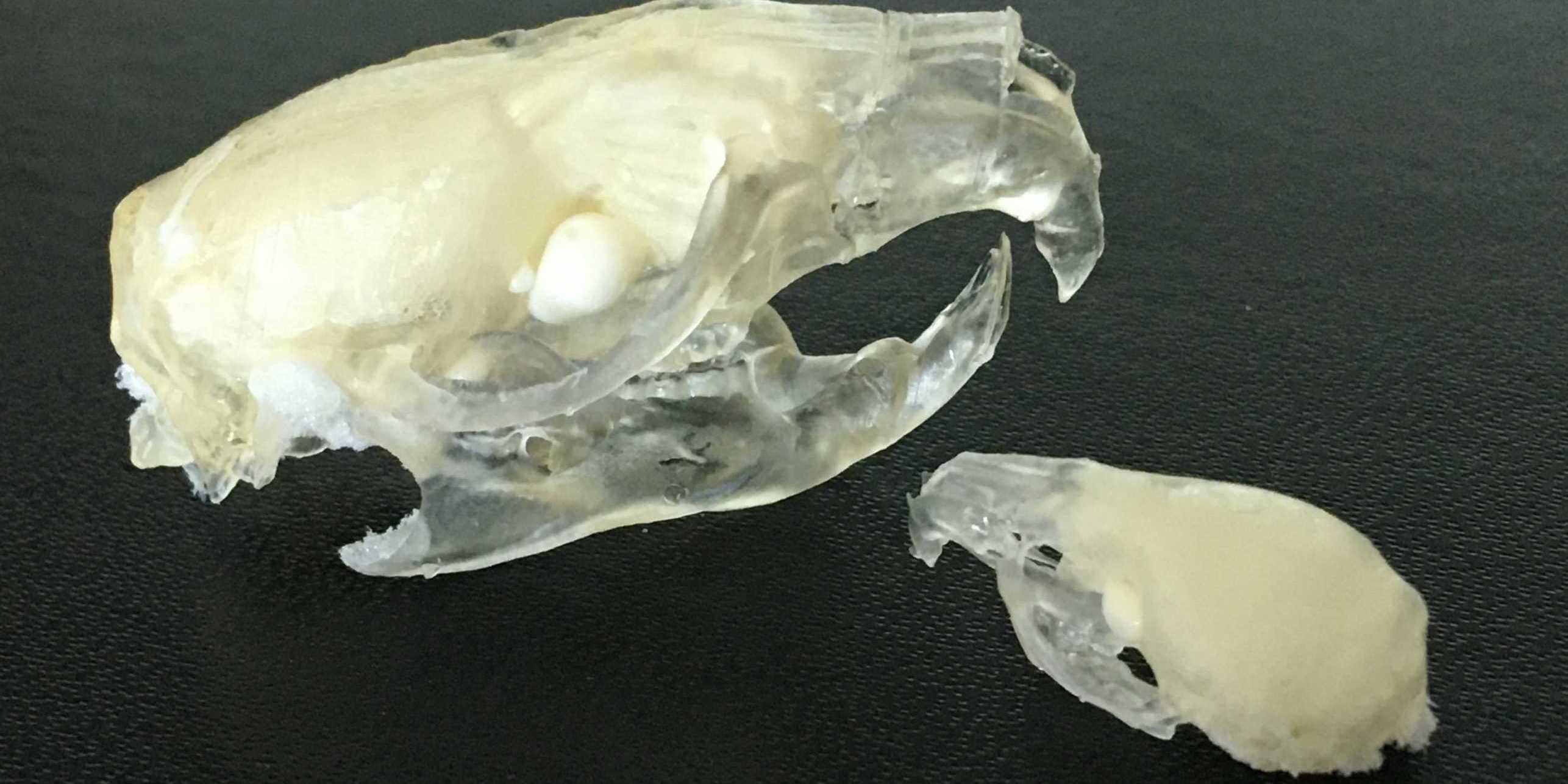 Finished resin model of a rat (left) and mouse skull (right) filled with insulating foam. Transparent resin was used. 